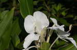 White gingerlily <BR>White garland-lily
